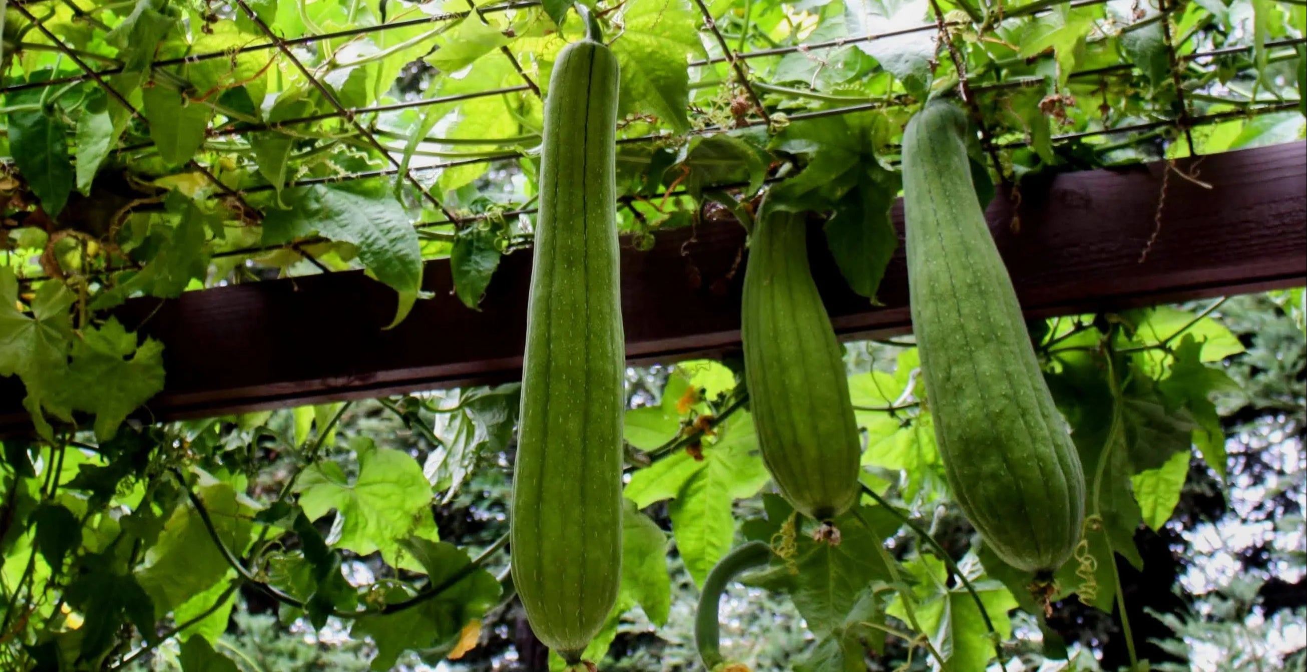 Green Luffa Sponge Vegetable Seeds for Planting