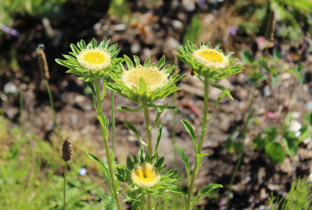 Yellow Green Aster Flower Seeds for Planting Seasonal Bloomer Heirloom & GMO Free Seeds for Home Garden
 
 Sale