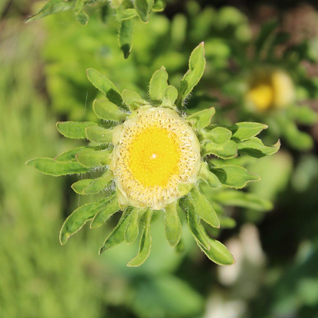 Yellow Green Aster Flower Seeds for Planting Seasonal Bloomer Heirloom & GMO Free Seeds for Home Garden
 
 Sale
