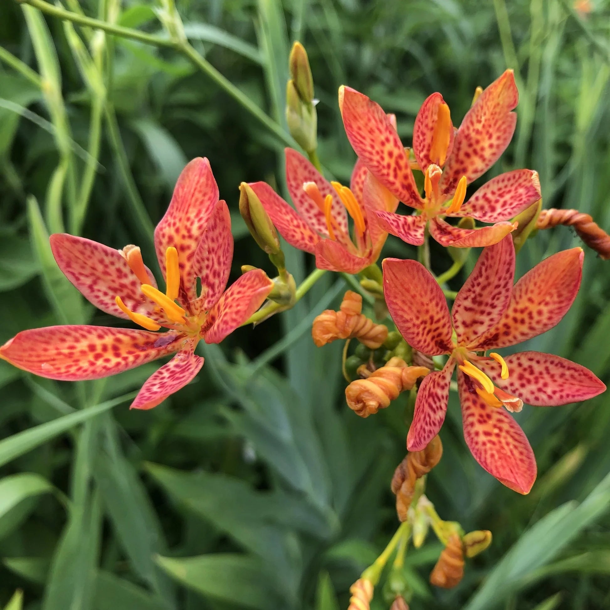Red Leopard Flower seeds for Planting - Low Maintenance, Heirloom & GMO Free Seeds for Home Garden