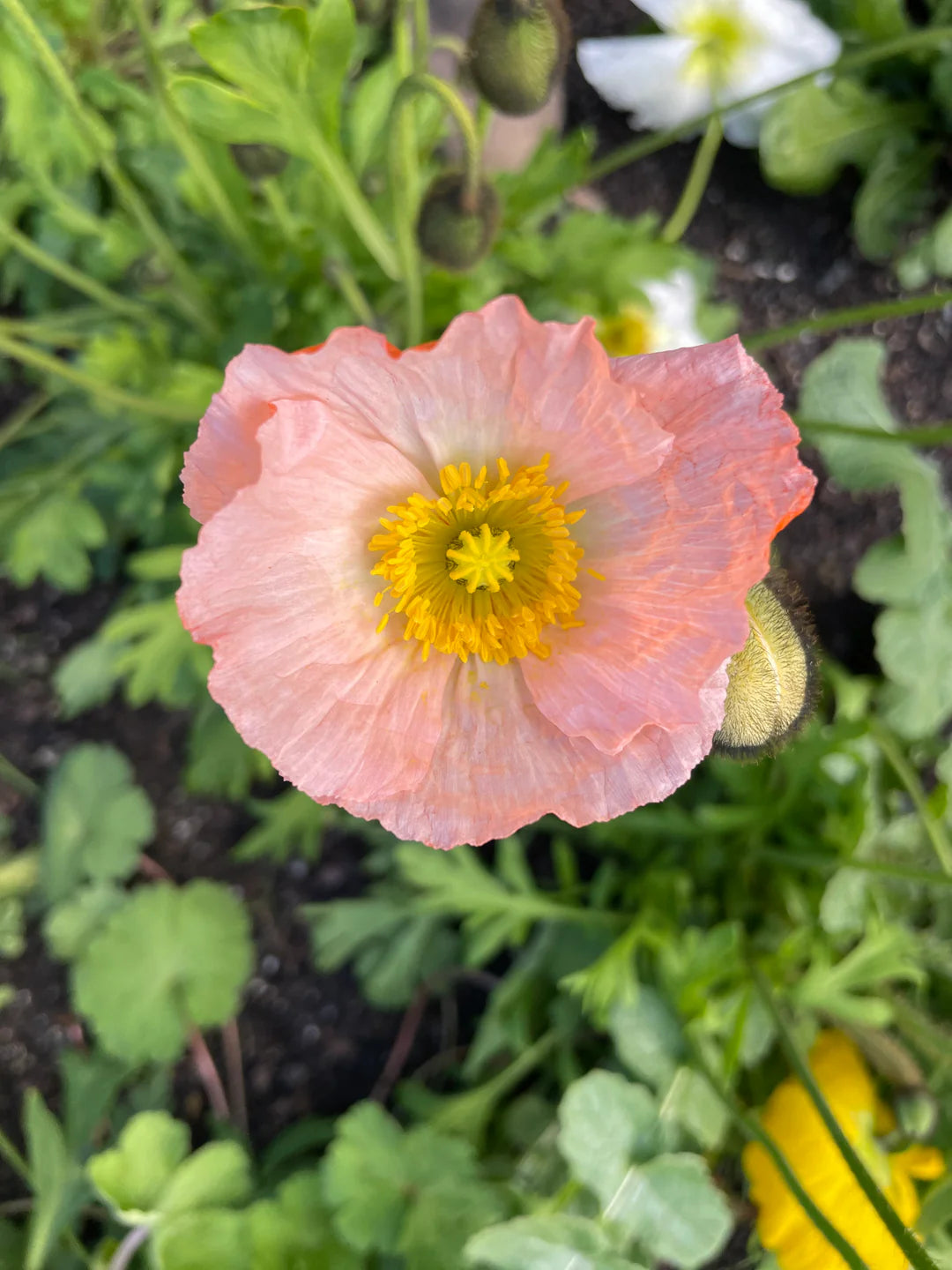 Pale Pink Iceland Flower seeds for Planting - Cottage Garden Essential, Heirloom & GMO Free Seeds for Home Garden