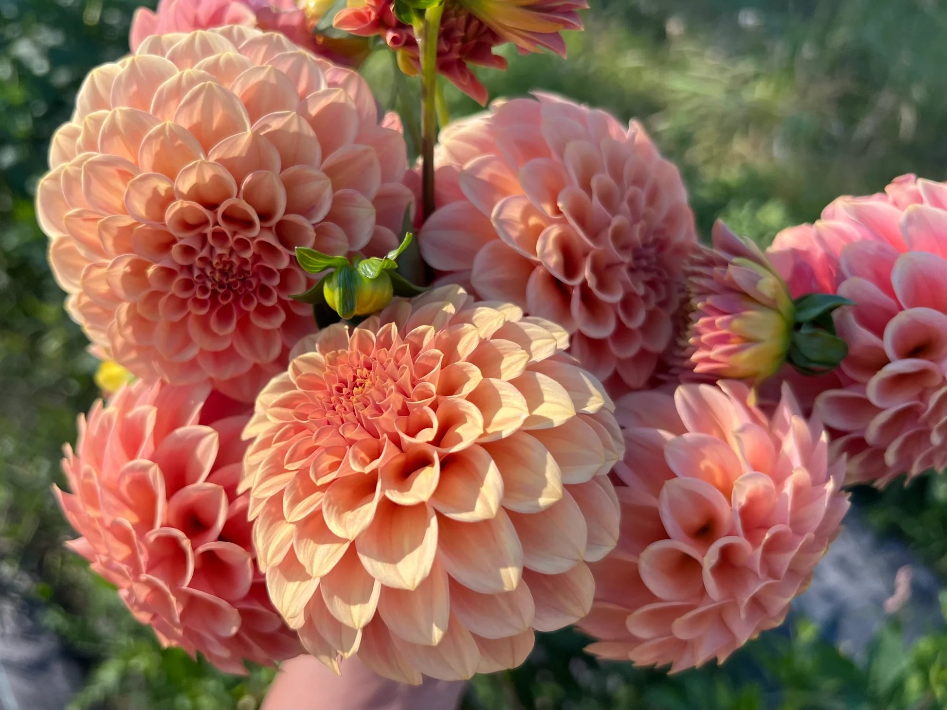 Butterscotch Dahlia Flower seeds for Planting - Sun Loving, Heirloom & GMO Free Seeds for Home Garden