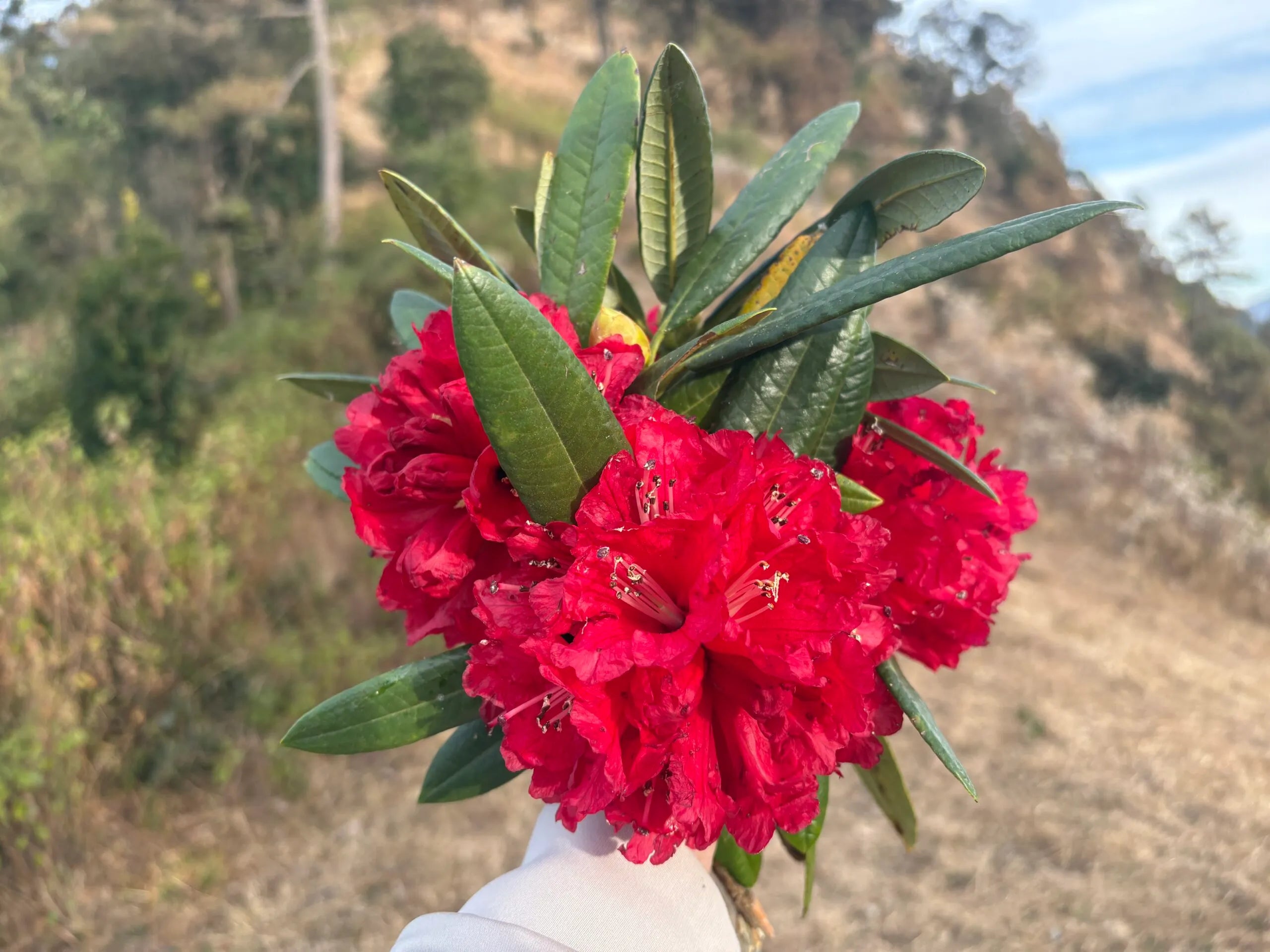 Red Rhododendron Seeds for Planting - Perennial Blooms - Evergrowseeds