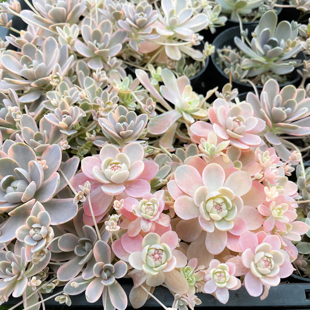 Boehmeri Seeds for Planting  Vibrant Foliage for Your Garden