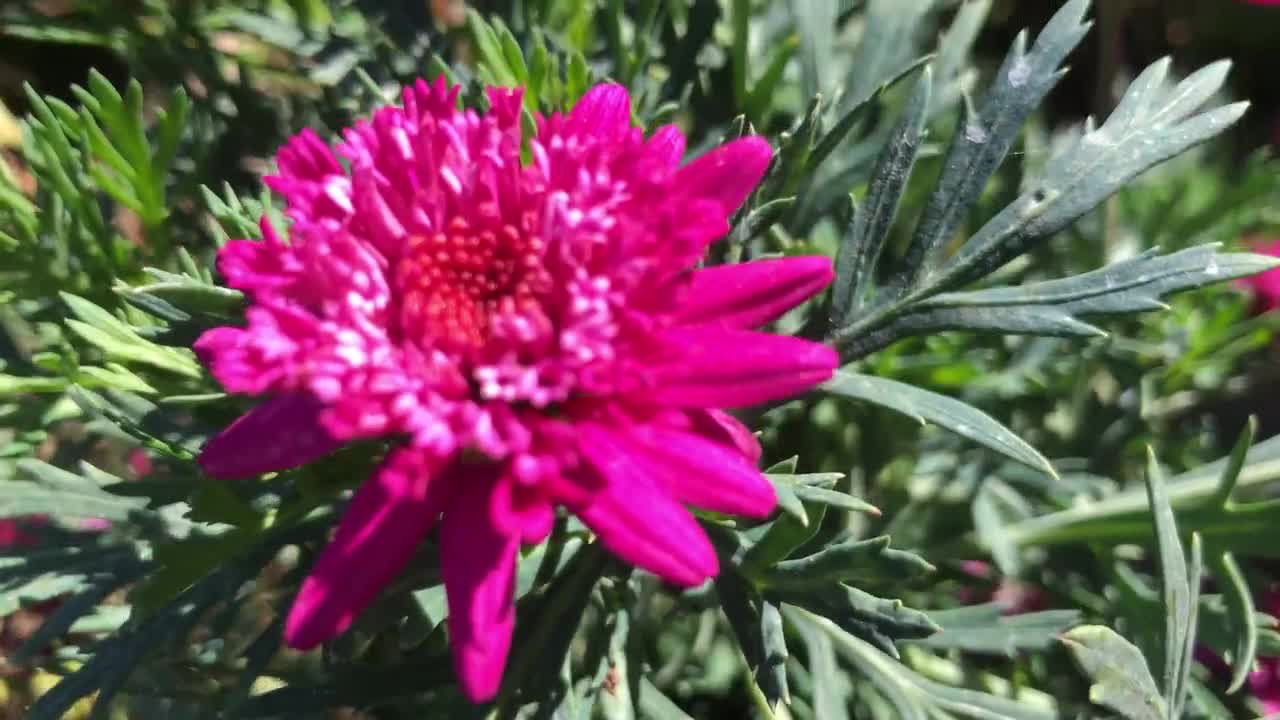 Heirloom Pink Argyranthemum Flower seeds for Planting - Hardy Variety, Heirloom & GMO Free Seeds for Home Garden