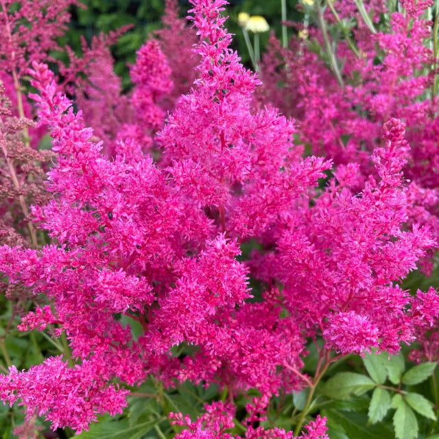 Pink Astilbe Flower Seeds for Planting Wildflower Mix Heirloom & GMO Free Seeds for Home Garden
 
 Sale