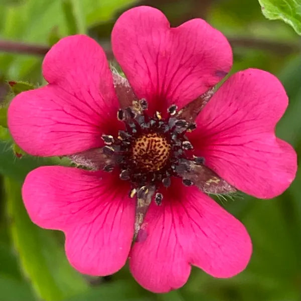 Pink Potentilla Nepalensis Flower seeds for Planting - Cut Flower Favorite, Heirloom & GMO Free Seeds for Home Garden