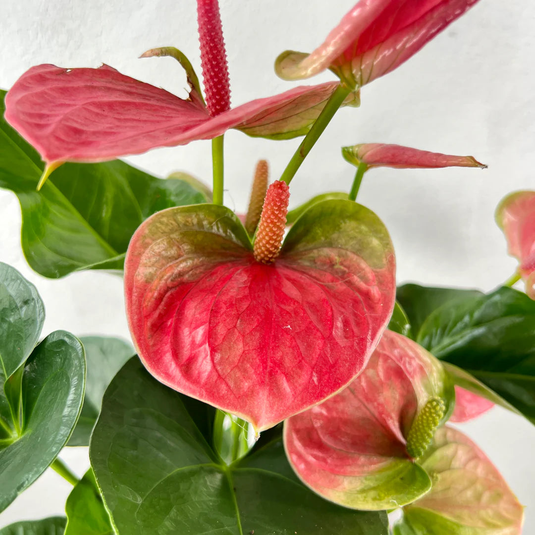 Soft Pink Anthurium Flower Seeds for Planting Wildflower Mix Heirloom & GMO Free Seeds for Home Garden
 
 Sale