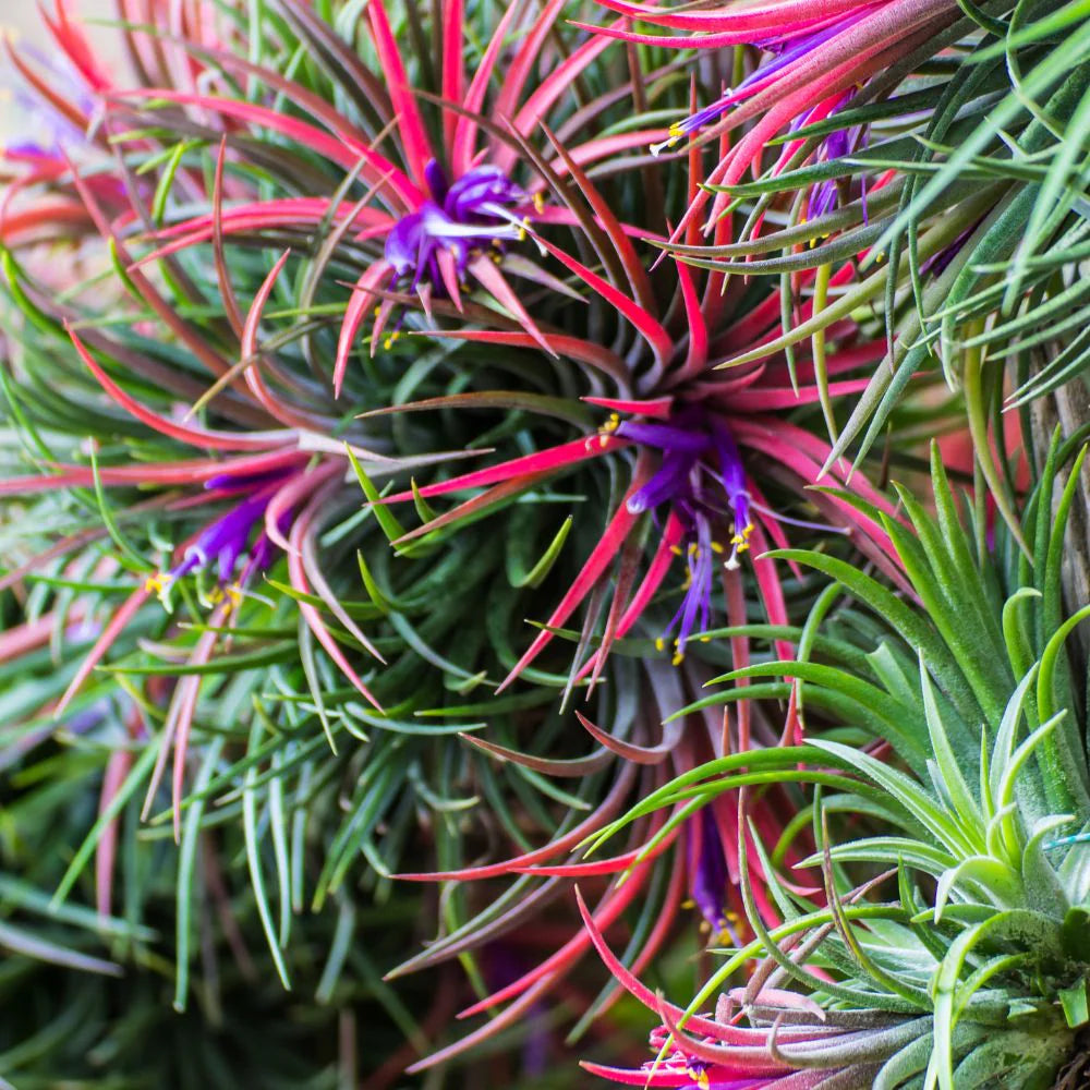 Tillandsia Flower seeds for Planting - Shade Tolerant, Heirloom & GMO Free Seeds for Home Garden