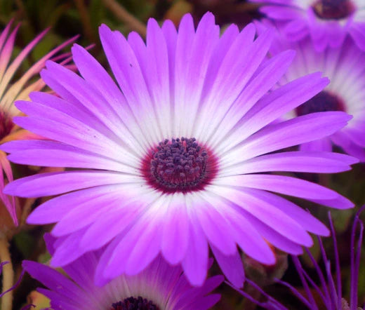 Purple Delosperma Stardust Flower seeds for Planting - Cut Flower Favorite, Heirloom & GMO Free Seeds for Home Garden