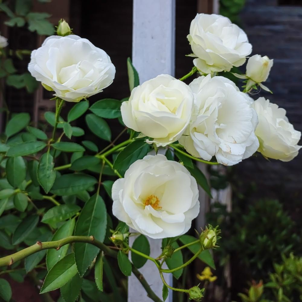White Climbing Rose Flower Seeds for Planting Cottage Garden Essential Heirloom & GMO Free Seeds for Home Garden  Sale