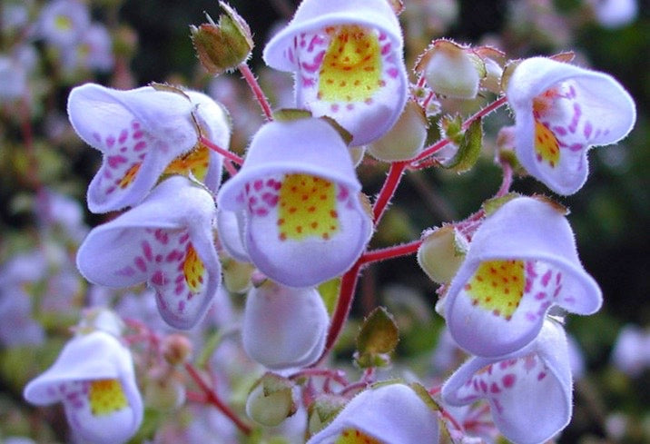 Violet Calceolaria Flower Seeds for Planting Cottage Garden Essential Heirloom & GMO Free Seeds for Home Garden
 
 Sale
