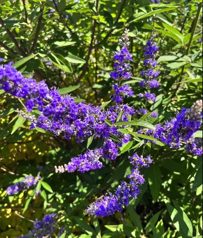 Vitex Agnus Flower seeds for Planting - Vibrant Colors, Heirloom & GMO Free Seeds for Home Garden