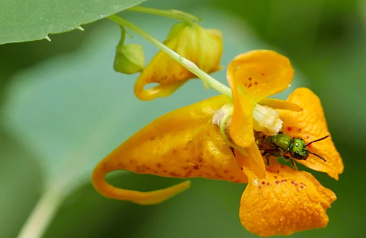 Jewelweed Flower seeds for Planting, Drought Tolerant Heirloom & GMO Free Seeds for Home Garden