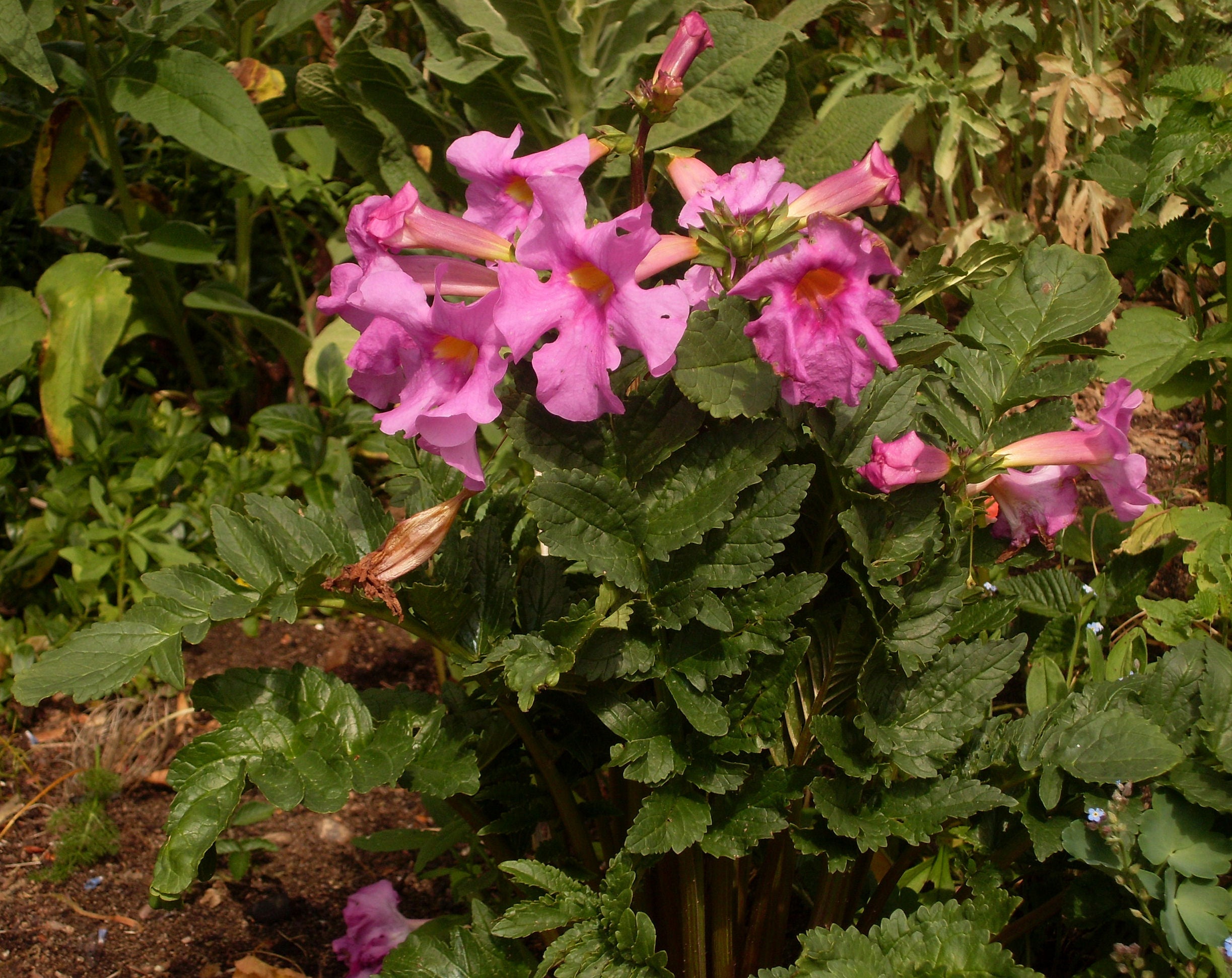 Pink Incarvillea Flower seeds for Planting - Low Maintenance, Heirloom & GMO Free Seeds for Home Garden