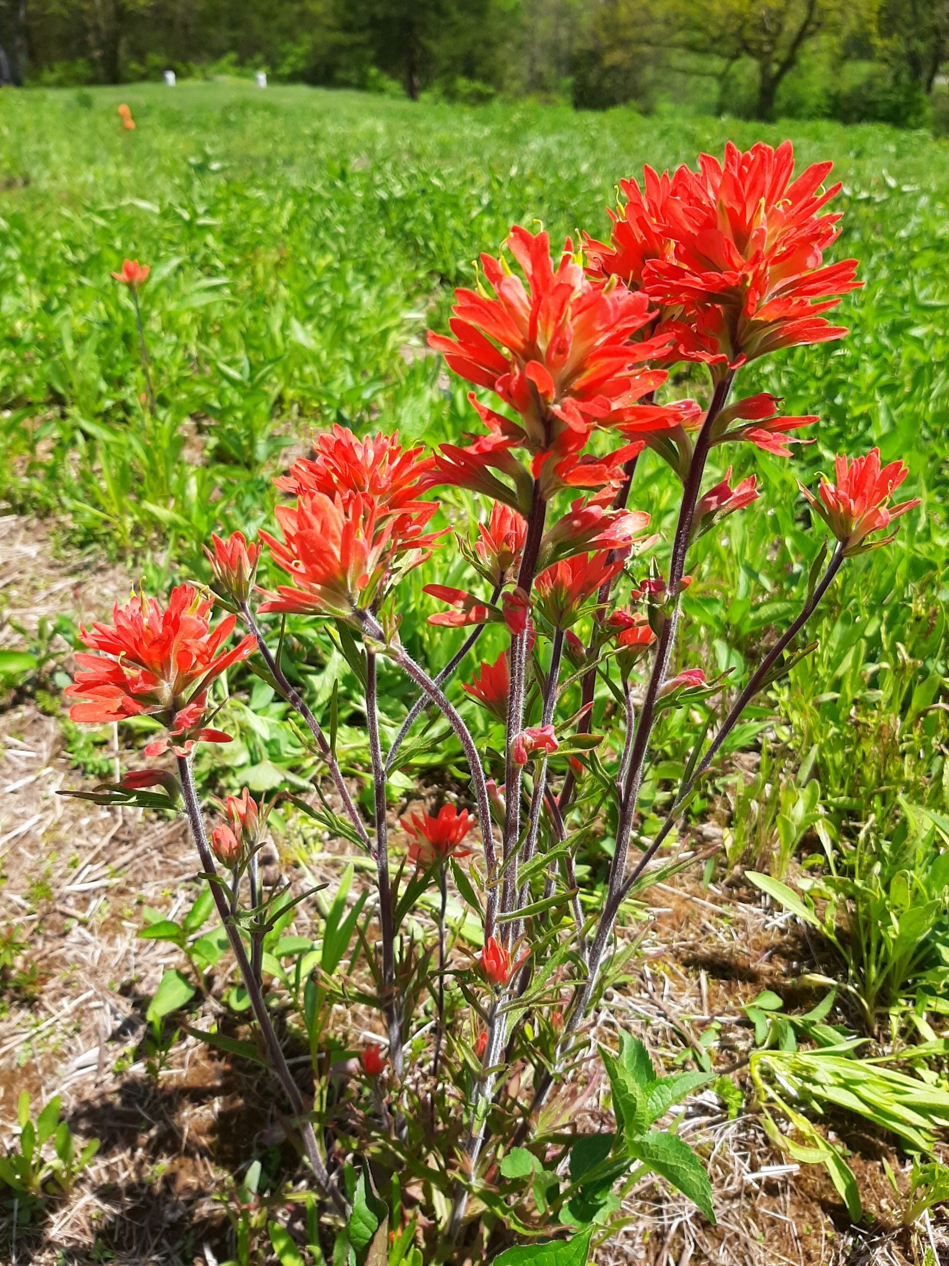 Castilleja Flower seeds for Planting - Seasonal Bloomer, Heirloom & GMO Free Seeds for Home Garden