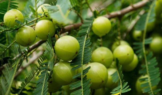 Gooseberry Seeds Planting Guide
