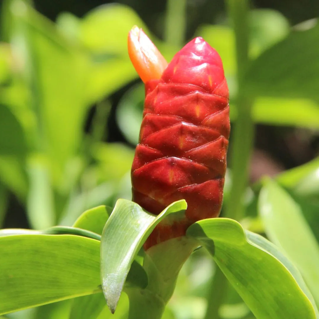 Orange Costus Flower seeds for Planting - Premium Quality, Heirloom & GMO Free Seeds for Home Garden