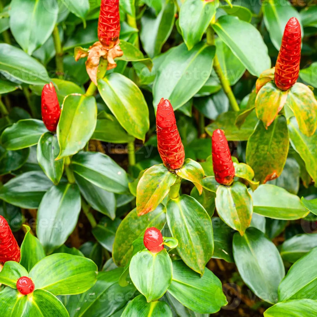 Orange Costus Flower seeds for Planting - Premium Quality, Heirloom & GMO Free Seeds for Home Garden
