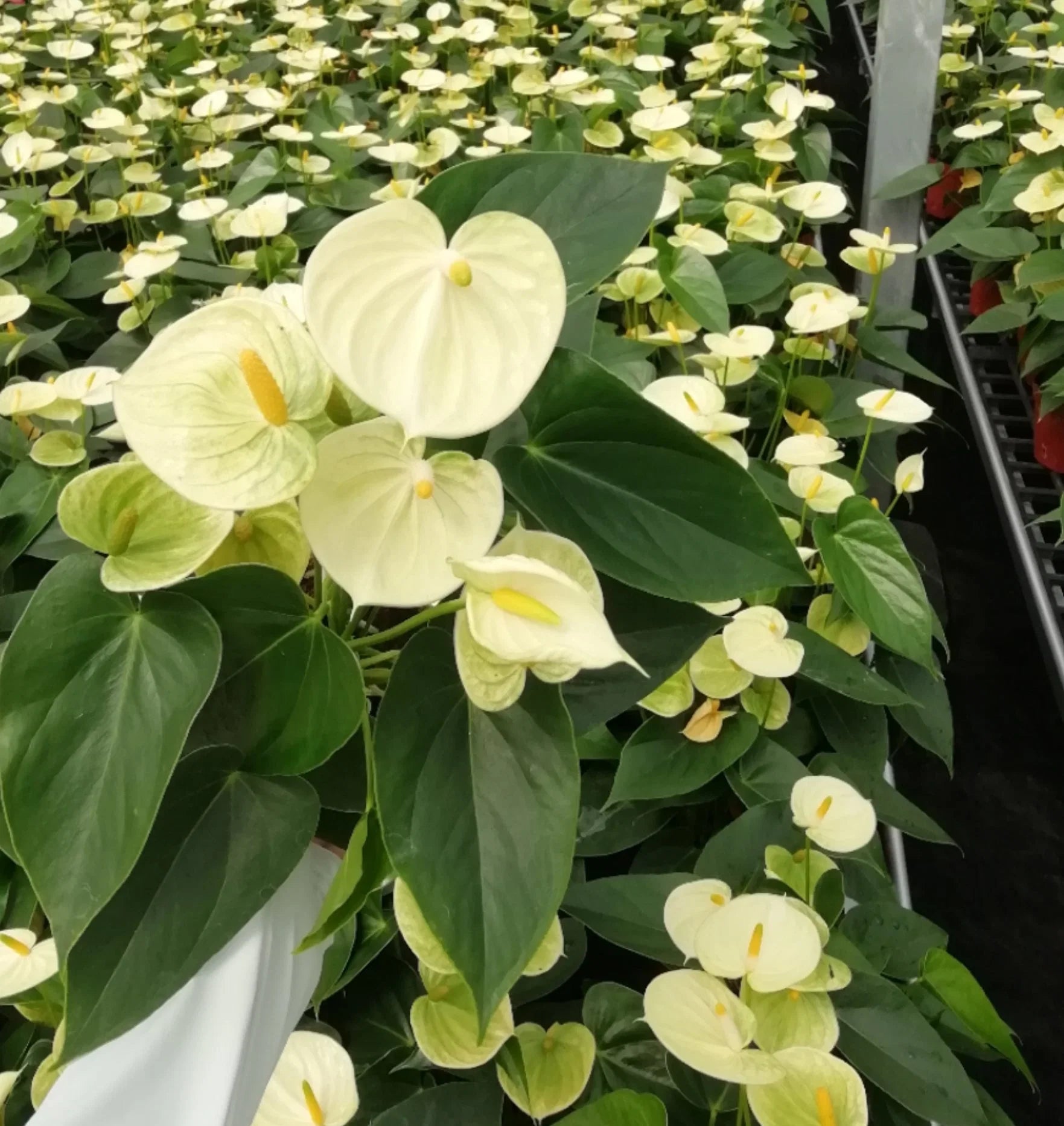 Yellow Anthurium Seeds for Planting  Vibrant Flower Growth