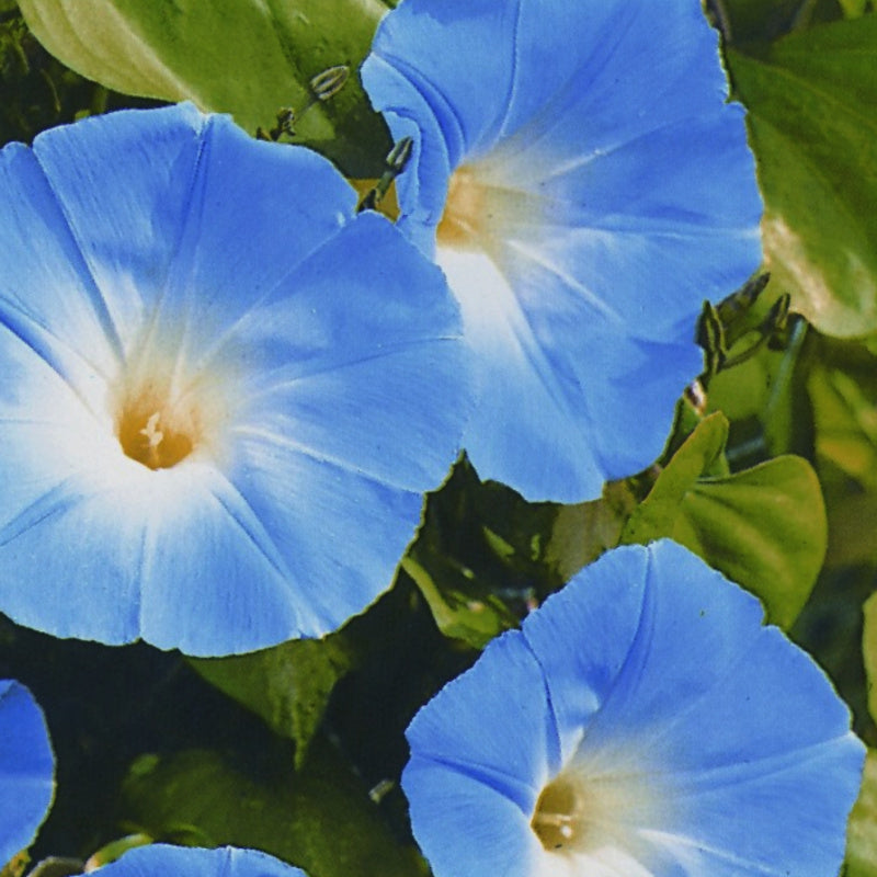 Giant Blue Moon Flower Seeds for Planting | Premium Flower Seeds for Vibrant Gardens