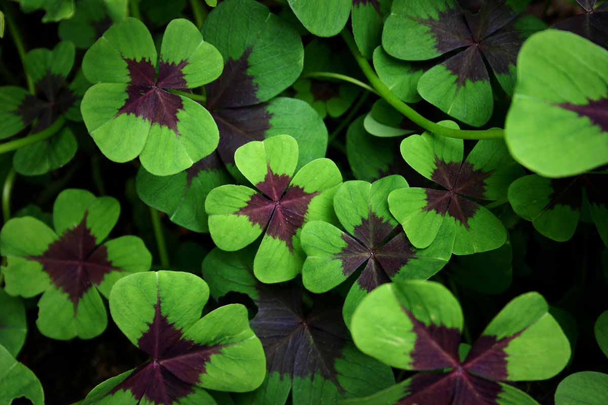 Green And Purple Four Leaf Clover Seeds For Planting Plant Seeds