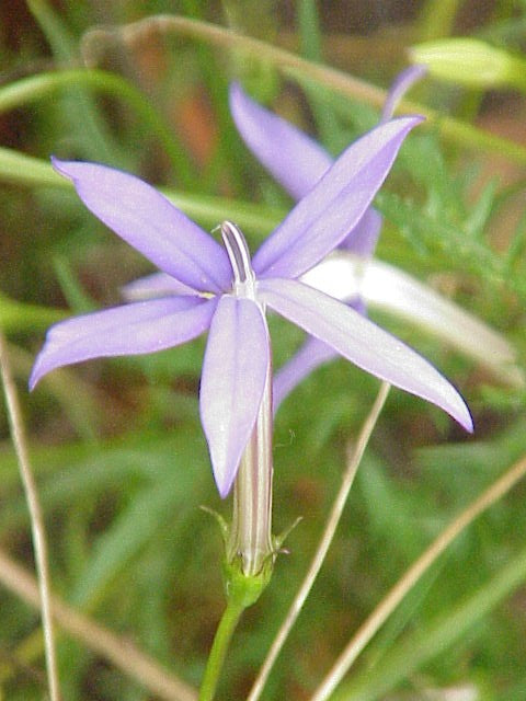 Violet Isotoma Axillaris Flower seeds for Planting - Drought Tolerant, Heirloom & GMO Free Seeds for Home Garden