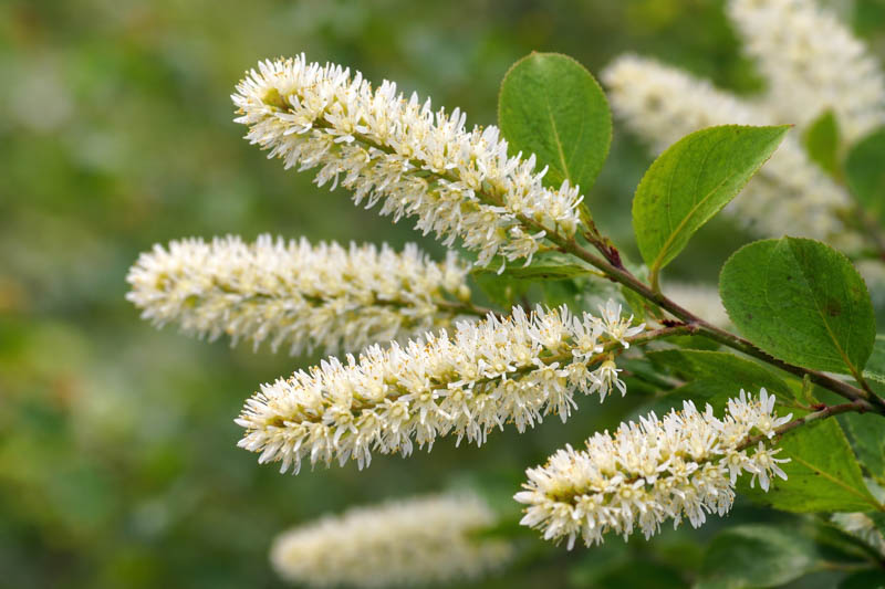 White Sweetspire Flower seeds for Planting - Sun Loving, Heirloom & GMO Free Seeds for Home Garden