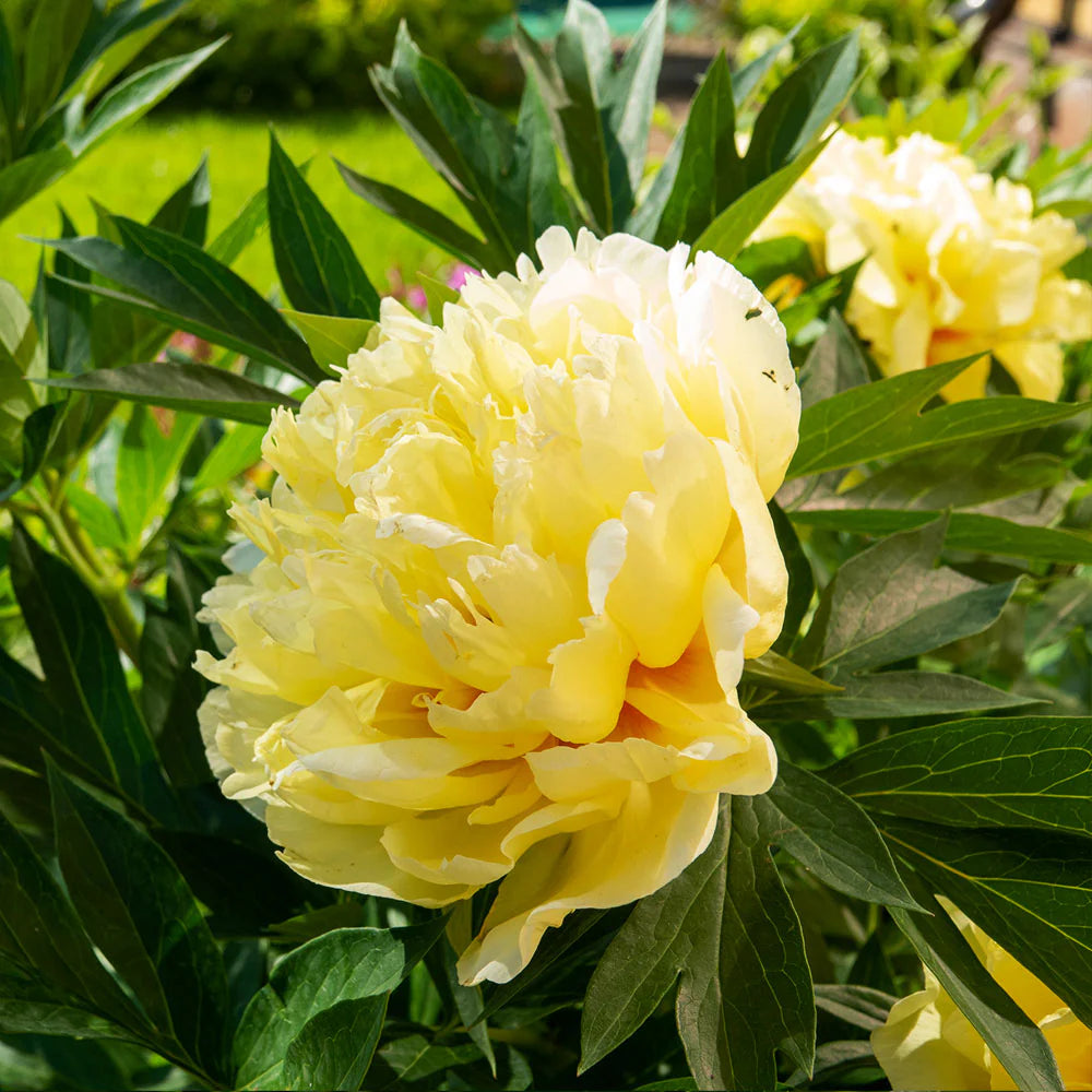Paeonia Flower seeds for Planting - Seasonal Bloomer, Heirloom & GMO Free Seeds for Home Garden