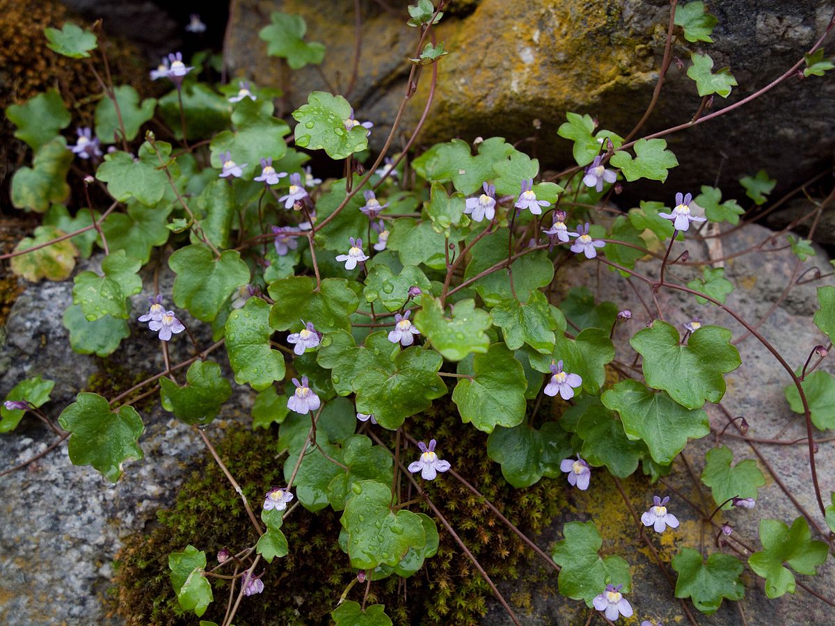 Cymbalaria Muralis Flower seeds for Planting - Sun Loving, Heirloom & GMO Free Seeds for Home Garden
 
 Sale seeds for home garden