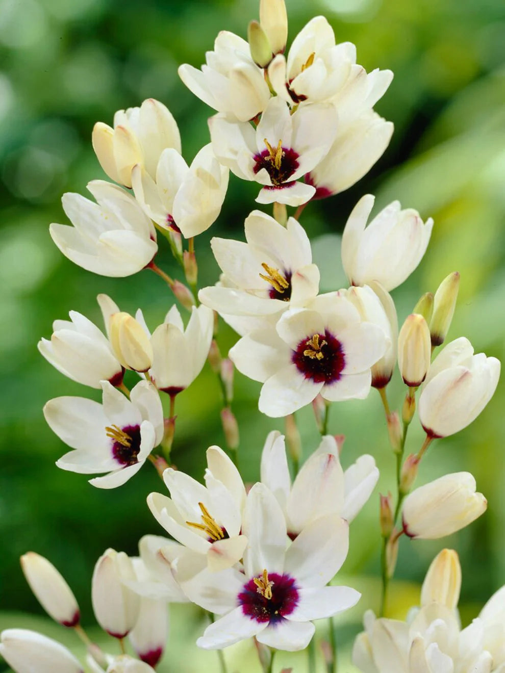 Ixia Flower seeds for Planting - Pollinator Friendly, Heirloom & GMO Free Seeds for Home Garden