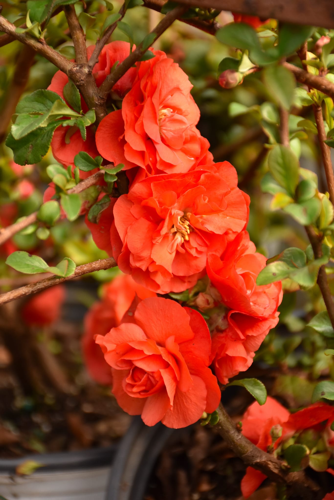 Orange Quince Flower seeds for Planting - Premium Quality, Heirloom & GMO Free Seeds for Home Garden