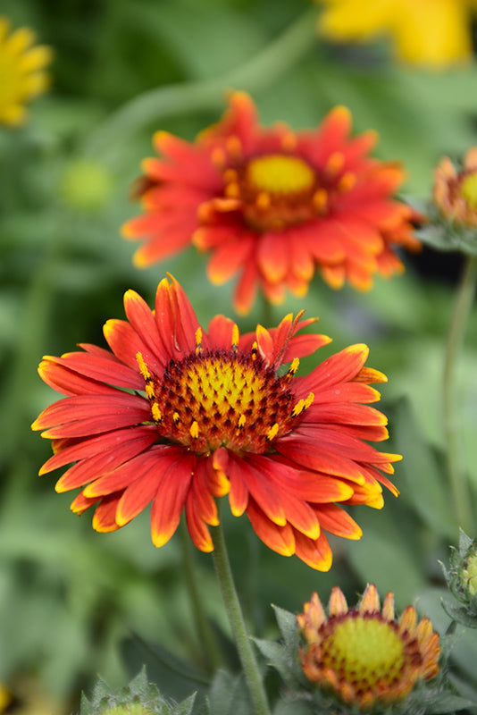 Red Gaillardia Arizona Flower seeds for Planting - Compact Growth, Heirloom & GMO Free Seeds for Home Garden