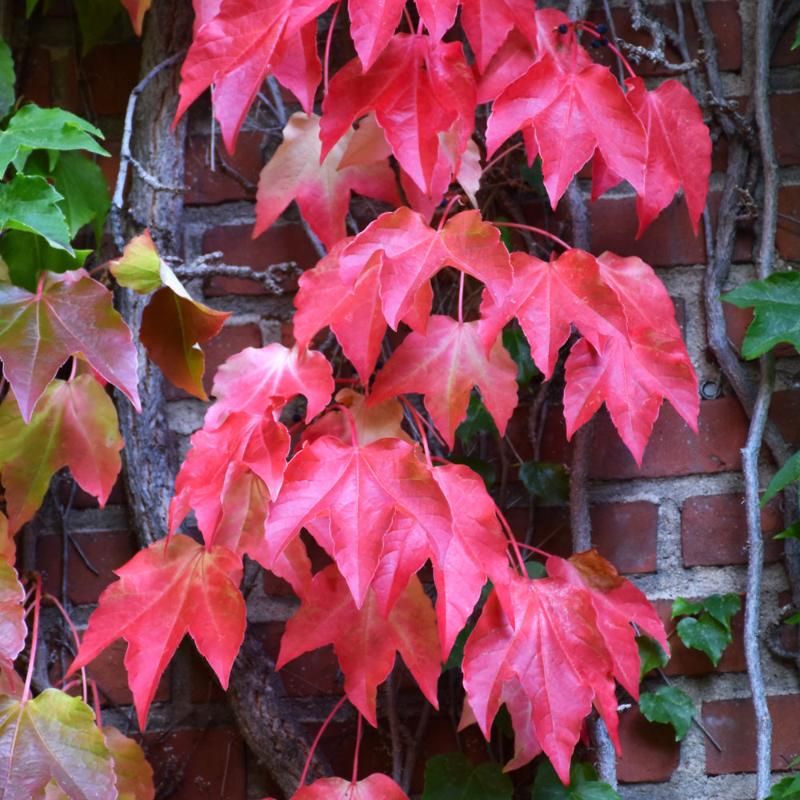 Boston Ivy Green Pink Flower seeds for Planting - Perfect for Borders, Heirloom & GMO Free Seeds for Home Garden