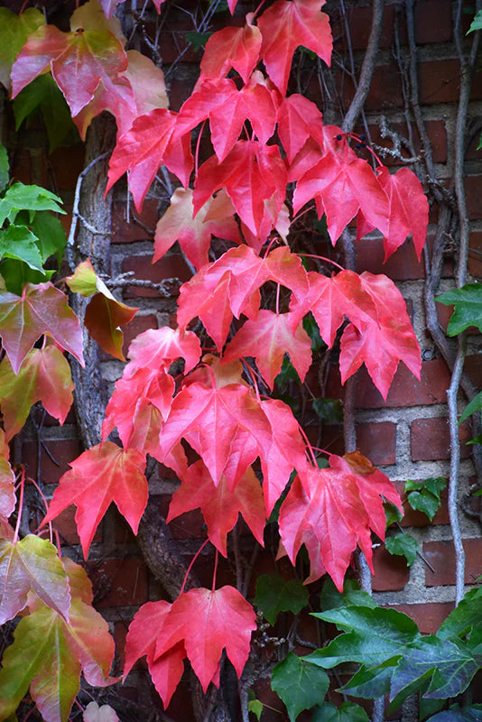 Red Boston Ivy Flower seeds for Planting - Easy to Grow, Heirloom & GMO Free Seeds for Home Garden