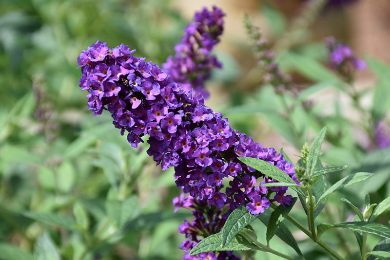 Violet Buddleia Flower seeds for Planting - Easy to Grow, Heirloom & GMO Free Seeds for Home Garden