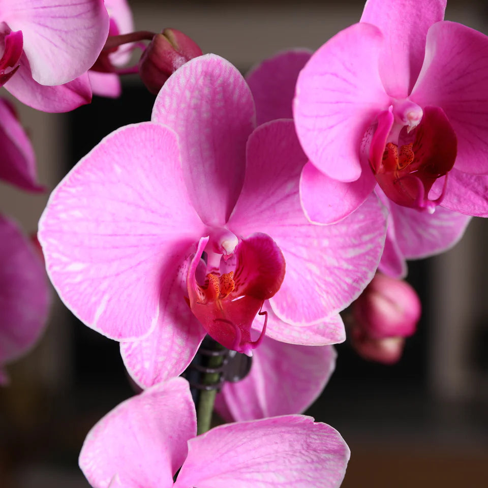 Lavender Dendrobium Flower seeds for Planting - Low Maintenance, Heirloom & GMO Free Seeds for Home Garden