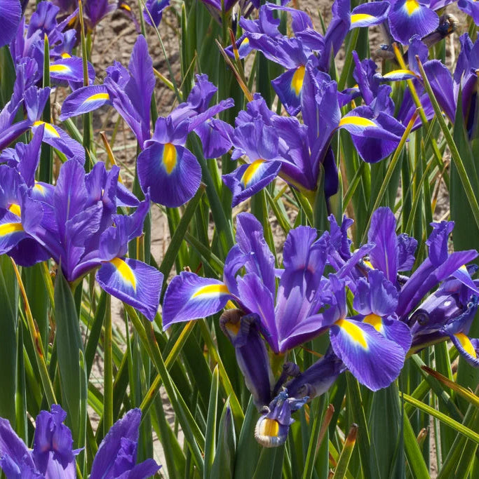 Blue Mini Violet Rare Flower Seeds for Planting Sun Loving Heirloom & GMO Free Seeds for Home Garden
 
 Sale