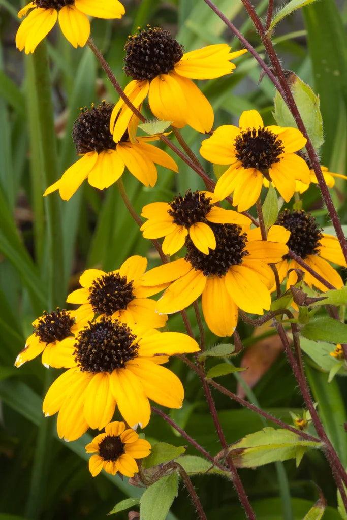 Rudbeckia Triloba Flower seeds for Planting - Wildflower Mix, Heirloom & GMO Free Seeds for Home Garden