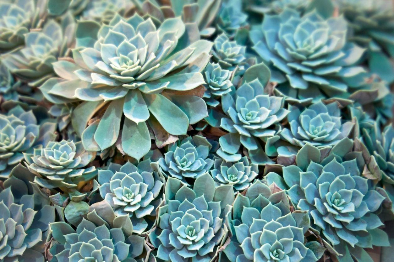 Blue Maguey Aloe Flower seeds for Planting - Easy to Grow, Heirloom & GMO Free Seeds for Home Garden