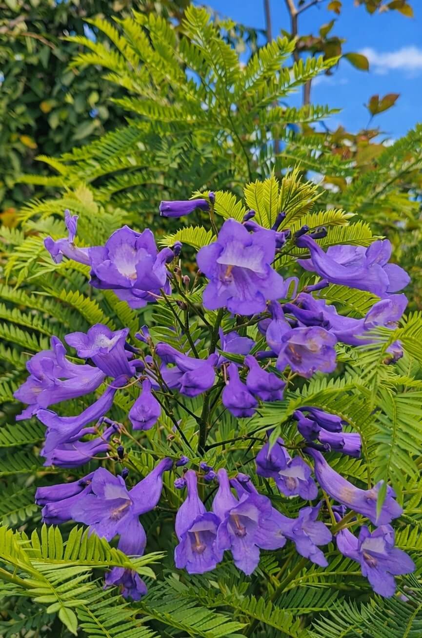Jacaranda Flower Seeds for Planting Create a Vibrant Garden Heirloom Non-GMO Seeds
