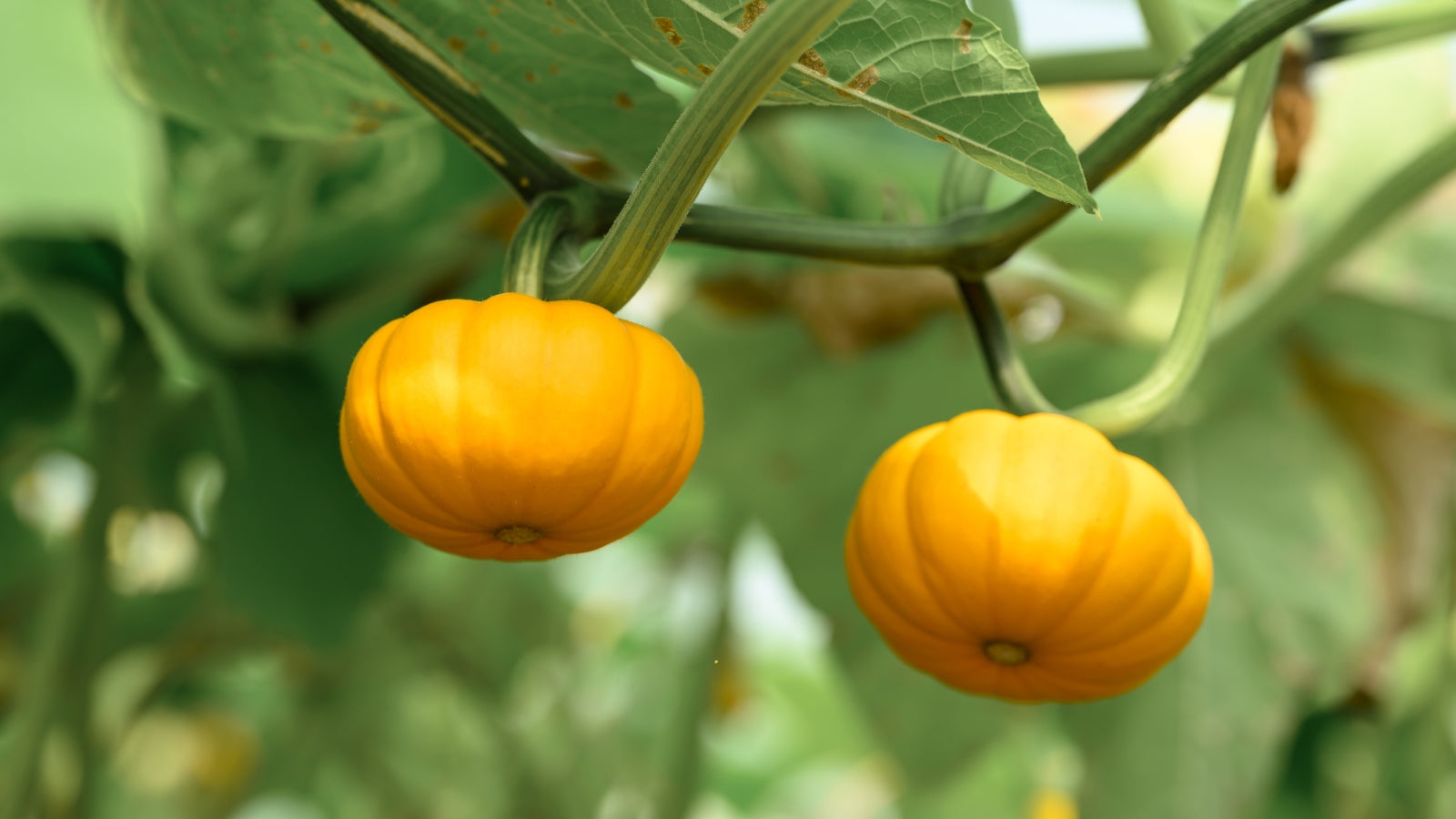 Yellow Pumpkin Vegetable Planting Seeds