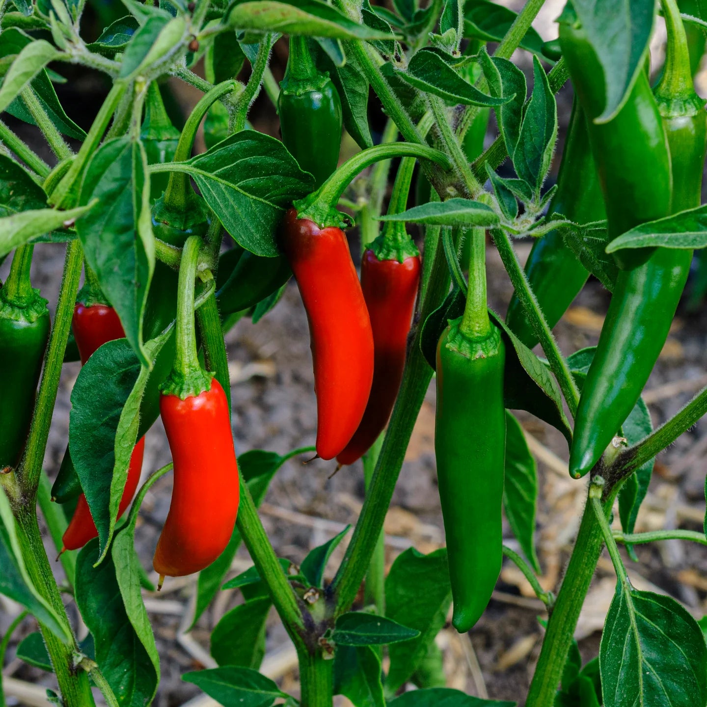 Red and Green Chili Vegetable Planting Seeds