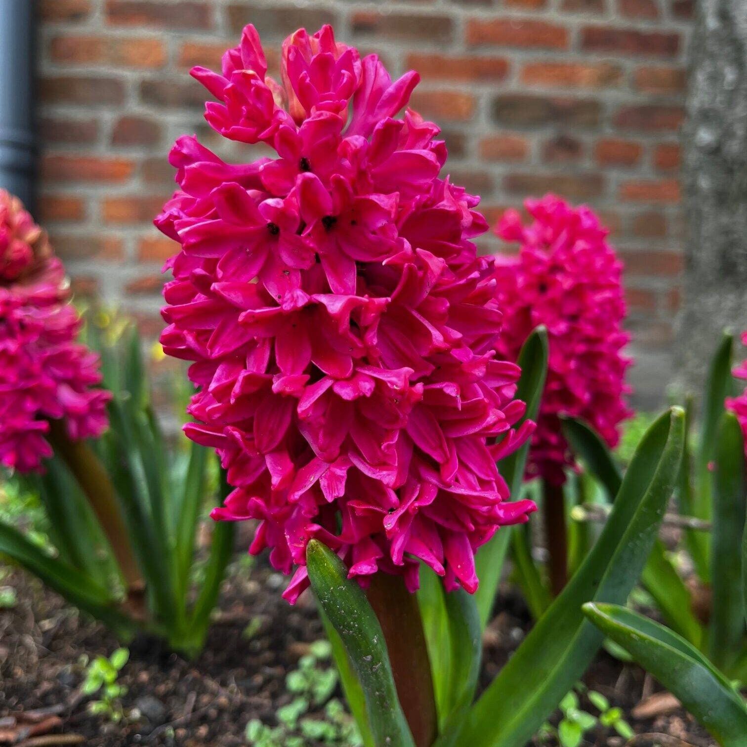 Red Hyacinth Flower seeds for Planting - Sun Loving, Heirloom & GMO Free Seeds for Home Garden