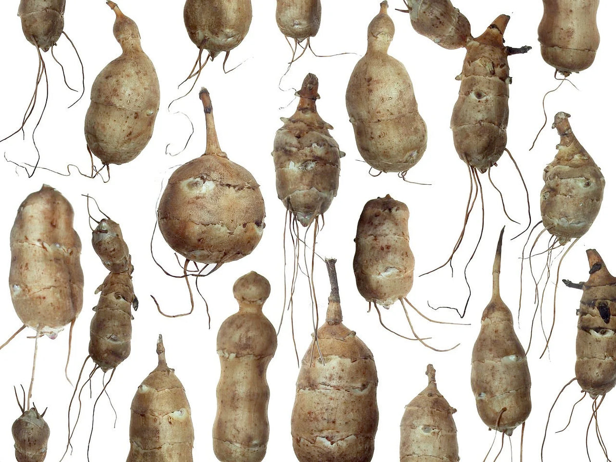 Topinambur (Jerusalem Artichoke) Vegetable Seeds for Planting - Evergrowseeds