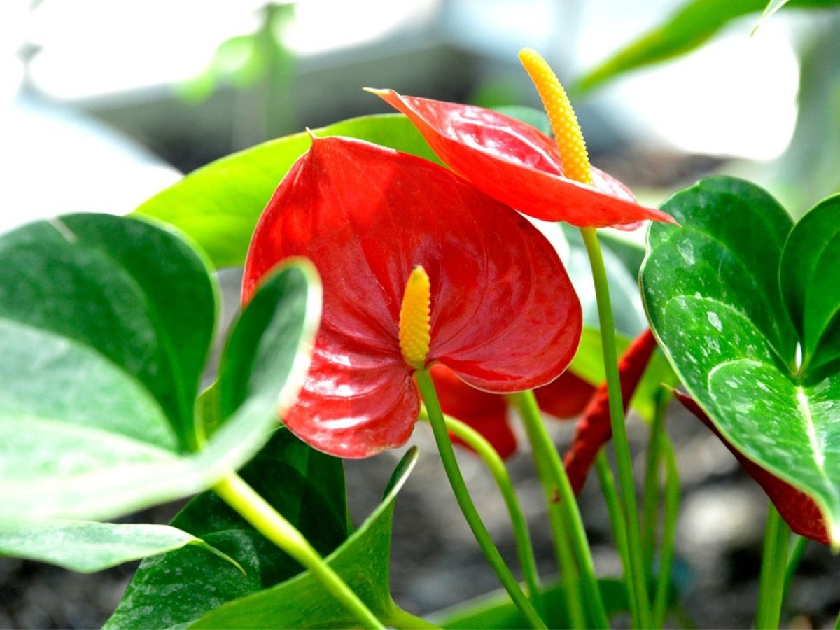 Anthurium Flower seeds for Planting - Fragrant Blossoms, Heirloom & GMO Free Seeds for Home Garden