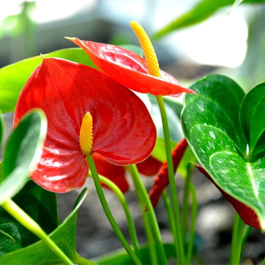 Anthurium Seed for Plantings for Planting for Easy Planting Heirloom Non-GMO Seeds