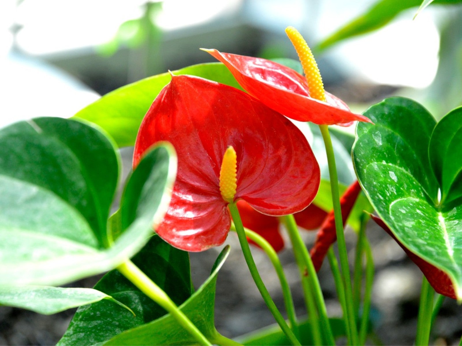 Anthurium Seeds for Vibrant Flowering Plants - Evergrowseeds