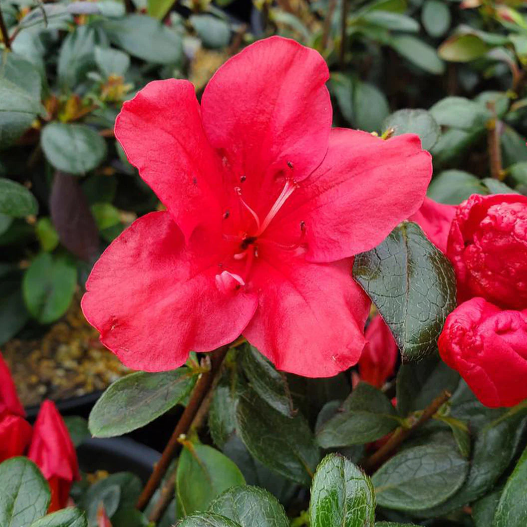 Red Azalea Flower Seeds for Planting Easy to Grow Heirloom & GMO Free Seeds for Home Garden
 
 Sale