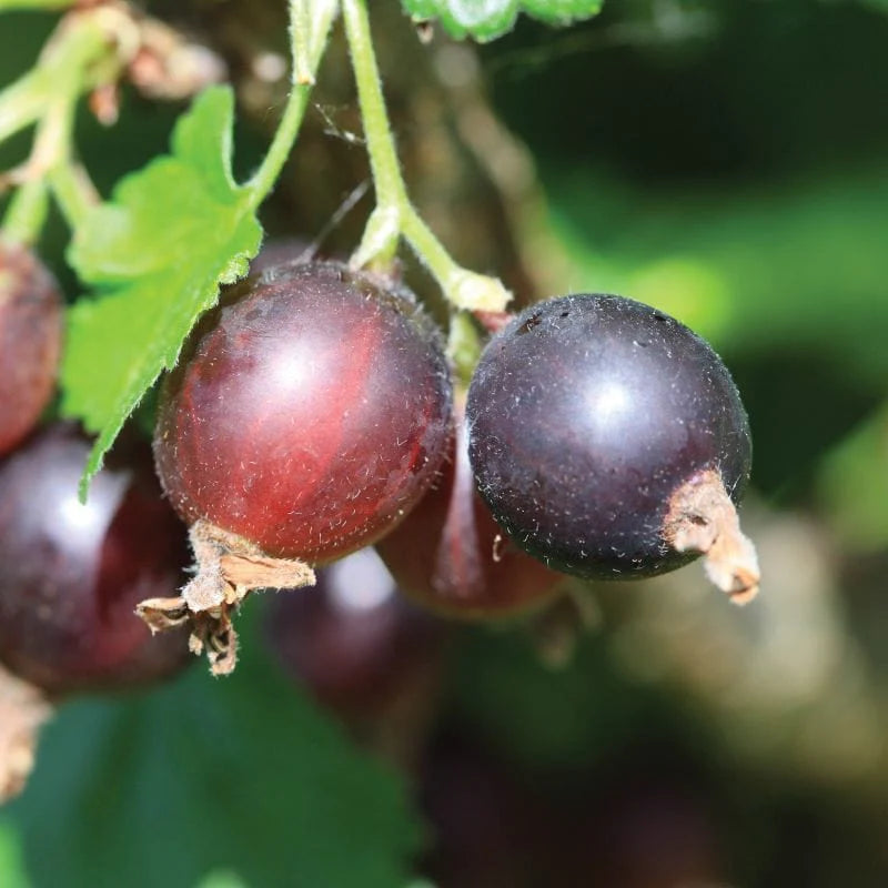 Jostaberry Seeds for Planting | Unique Hybrid Fruit Planting Seeds
